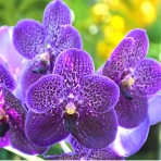 Vanda .PRB-190